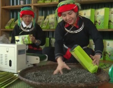 Cô gái Dao xây dựng thương hiệu chè Shan Tuyết dưới dải Tây Côn Lĩnh