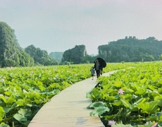 Hương sen miền di sản 