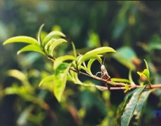 Giữ gìn hương vị chè Suối Giàng 