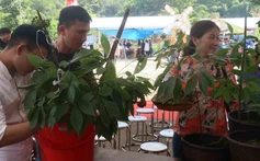Quảng Nam hình thành trung tâm công nghiệp dược liệu, sâm Ngọc Linh là cây chủ lực