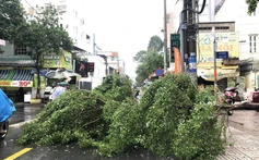 Mưa lớn kèm dông lốc, gió giật khiến nhiều cây xanh gãy đổ ở TP Hồ Chí Minh