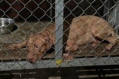 Cụ bà tử vong thương tâm vì chó Pitbull cắn