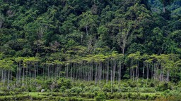 COP28: Brazil đề xuất quỹ bảo tồn rừng nhiệt đới trị giá 250 tỷ USD