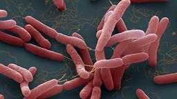 Hàn Quốc báo cáo ca tử vong đầu tiên do vi khuẩn 'ăn thịt người' trong năm 2024