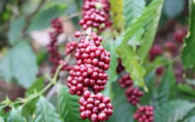 Góc nhìn 365: "Di sản" cà phê