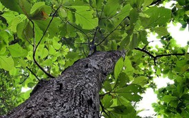 Chữ và nghĩa: Thú vị tên các loài cây