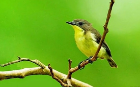 Chữ và nghĩa: "Ba mươi sáu thứ chim"