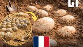 Pháp phát hiện ổ trứng khủng long hóa thạch quy mô lớn