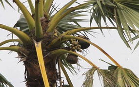 Myanmar đón khách SEA Games bằng rượu Thai Yee