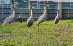 Sếu đầu đỏ thích nghi với môi trường khu bảo tồn của Vườn quốc gia Tràm Chim