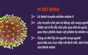 Thông tin về dịch bệnh do vi rút Nipah và khuyến cáo phòng chống tại Việt Nam