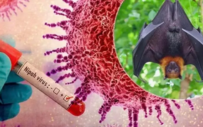 Philippines cảnh báo người dân về virus Nipah
