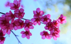 Sơn La: Hoa mai anh đào nở rộ thu hút khách du lịch