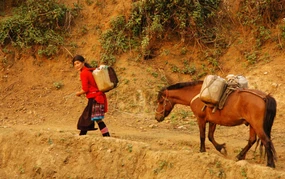 Ngẫm ngợi cuối tuần: Ngựa thồ miền núi