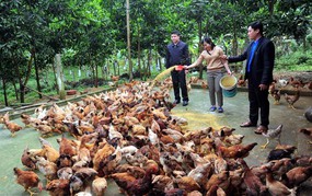 Phát huy giá trị văn hóa bản địa, nâng sức cạnh tranh của sản phẩm OCOP