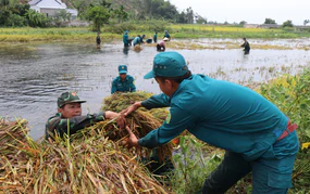 Bộ đội, dân quân dầm mưa giúp dân Quang Ngãi “cứu” lúa