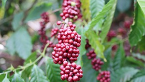 Góc nhìn 365: "Di sản" cà phê