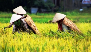 Chữ và nghĩa: Già cũng có ba, bảy kiểu già