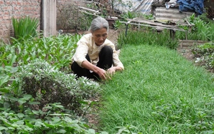 Nguyễn Thị Quế - Bà lang còn lại của làng thuốc Đại Yên