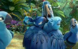 VIDEO: Chào 2014 cùng những chú vẹt xanh phim ‘Rio 2’