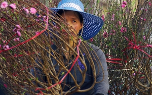 Đào Hà Nội đã ra chợ