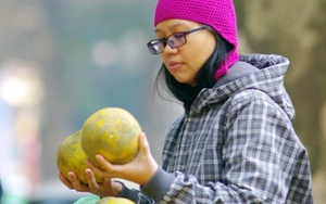 Bưởi Diễn ngày Tết, chọn thế nào?