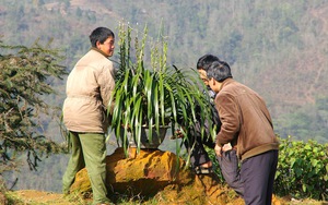 Tuyết, sương muối hại lan, đào Sapa