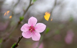 Thú chơi mới của người Hà Nội: Đào 5 cánh