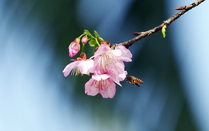 Hà Nội cũng rực rỡ hoa anh đào