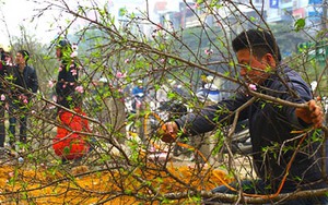 Được mùa, đào Hà Nội rớt giá thê thảm