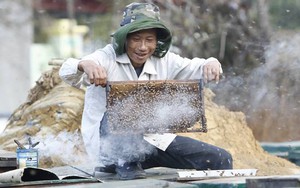 Rộn ràng mùa mật mận Mộc Châu