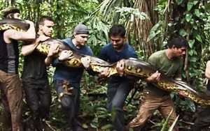Discovery gây sốc với kế hoạch chiếu cảnh rắn khổng lồ Nam Mỹ ăn thịt người