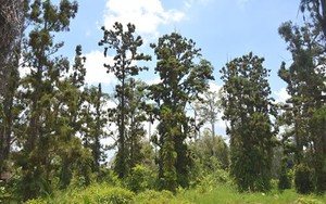 Sự cố ngập nước sâu ảnh hưởng đến loài cây Thông nước quý hiếm