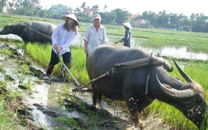 Tây thích thú làm nông dân Việt