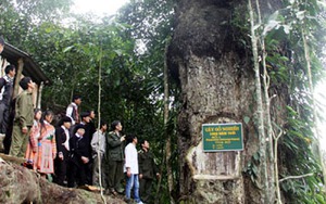 Cây gỗ nghiến 1000 năm tuổi được công nhận Cây di sản Việt Nam