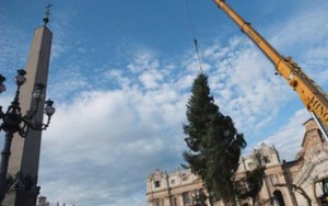 Thông Noel đã được dựng trên quảng trường Thánh Peter của Vatican