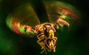 Ngắm 30 tuyệt tác nhiếp ảnh của Phước 'khùng'