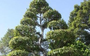 Cây Khế, cây Sộp tại khu mộ cụ Phó Bảng Nguyễn Sinh Sắc là cây Di sản Việt Nam