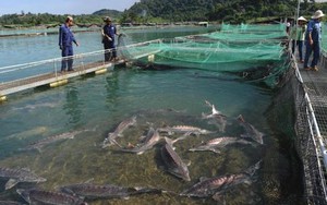 Giấc mơ trứng cá tầm Việt Nam lên báo nước ngoài