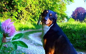 ‘Goodbye to Language’ - Phim hay nhất năm 2014 của Hiệp hội các nhà phê bình Điện ảnh Quốc gia Mỹ