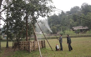 Sự hồi sinh kỳ diệu của cây đa Tân Trào