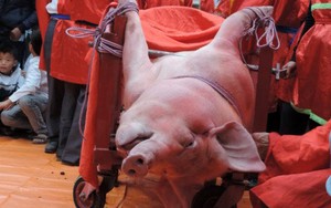 Lễ hội chém lợn: Không thể cấm bằng văn bản hành chính