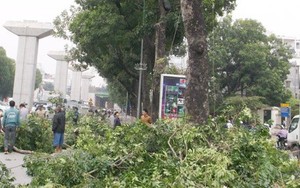 Chuyện Hà Nội: Chia tay những hàng cây