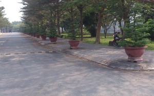 Đường Trịnh Công Sơn, Phạm Trọng Cầu... trong 'làng nghệ thuật'