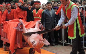 Sở VH,TT&DL Bắc Ninh: Đề xuất không thực hiện nghi lễ chém lợn