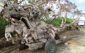 Khi rồng khổng lồ thành... củi khô