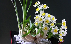 Cách tạo những 'siêu phẩm' trong thú chơi hoa thủy tiên ngày Tết của người Hà Nội