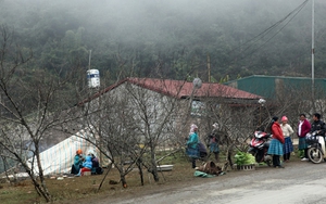 Thư gửi robot Citizen: Đào rừng - 'Đẹp mà không đẹp'