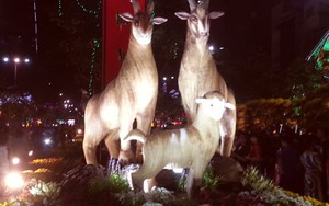 CHÙM ẢNH: Đường hoa Hàm Nghi lung linh đón khách