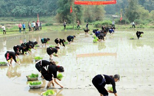 Đến Lễ hội Lồng Tồng xem thi cấy lúa